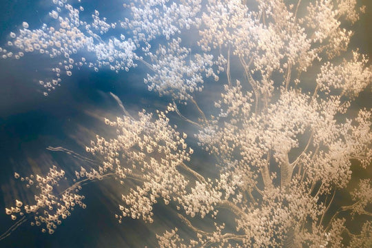 MANMADE BY NATURE :: Through the Lens of the Artist