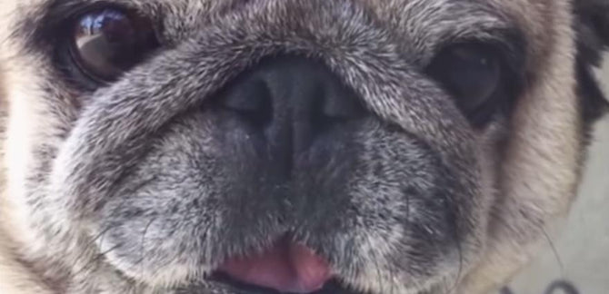 PUG LIFE