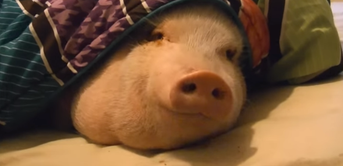LITERALLY A PIG IN A BLANKET