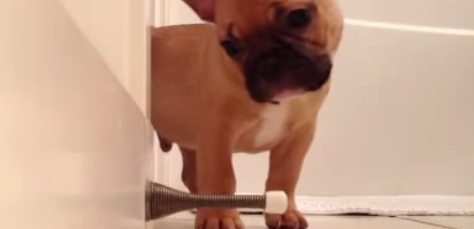 FRENCHIE + DOOR STOPPER