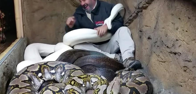 JUST GETTING ATTACKED BY A SNAKE, NBD