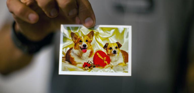 DOGGONE IT.