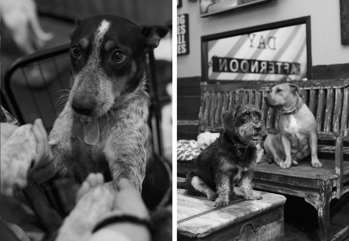 The Story Behind Fairfax's Beloved Pet Shop, Bark n' Bitches