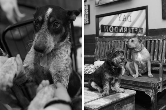 The Story Behind Fairfax's Beloved Pet Shop, Bark n' Bitches