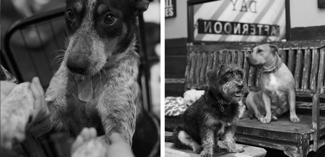 The Story Behind Fairfax's Beloved Pet Shop, Bark n' Bitches