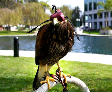 Falcon Fever