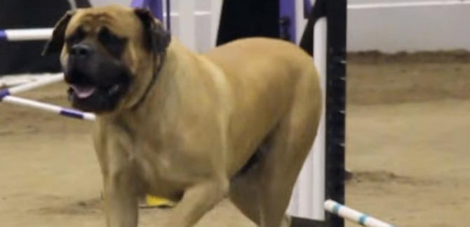 BEST IN SHOW