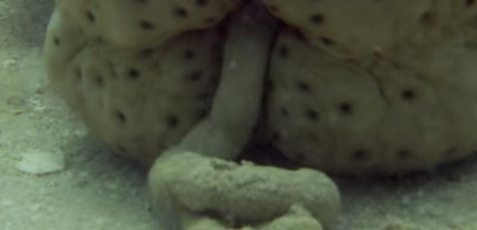 NATURE IS GROSS