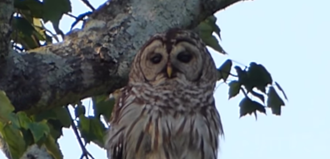 OWL DGAF