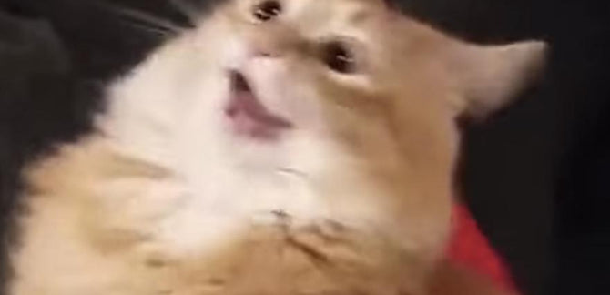 SANTA CAT