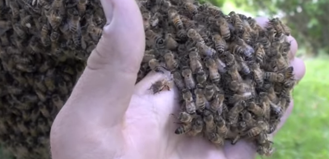 BEEHAVE