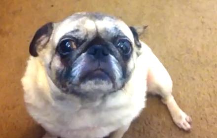 THE PUG FILES
